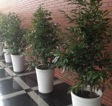 重慶植物租賃 綠化對(duì)人們的重要性及房屋租賃融合之道
